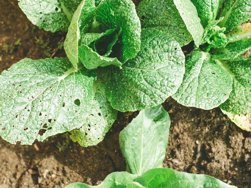 lattuce holes ground soil
