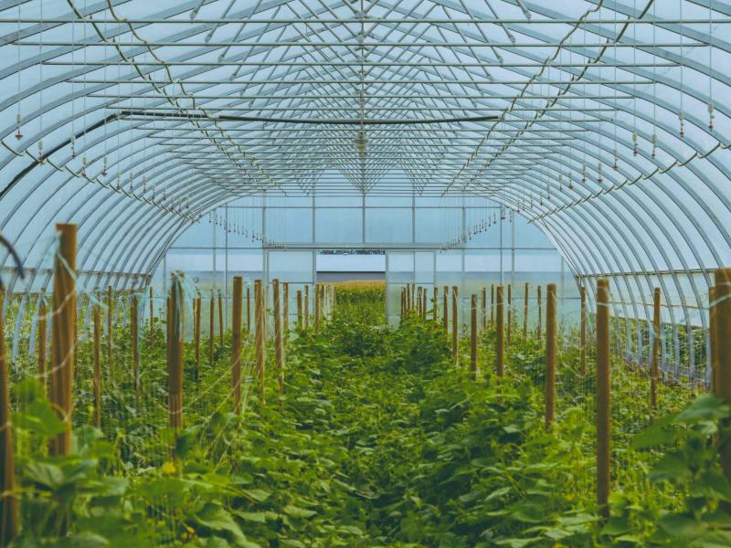 Matt Hanns Schroeter greenhouse